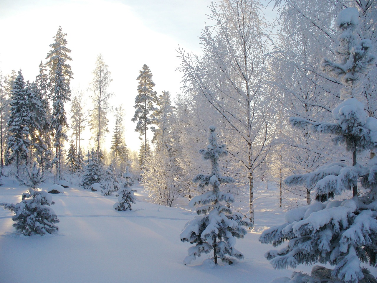 luminen metsämaisema