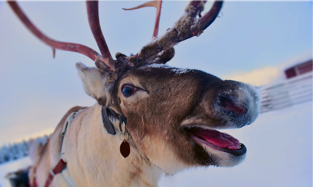 Poro kuvattu vasemmalta etuviistosta. Porolla on suu auki ja katse kameraan. Poron päällä on valjaat ja taustalla sumeana näkyy reki. Taustamaisema on luminen ja sumeasti näkyvissä on metsää kuvan vasemmassa reunassa ja oikeassa reunassa punainen rakennus lumisen aidan takana.